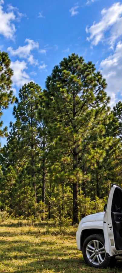 Pinos adultos bajo cielo azul en el bosque de Atemajac de Brizuela.