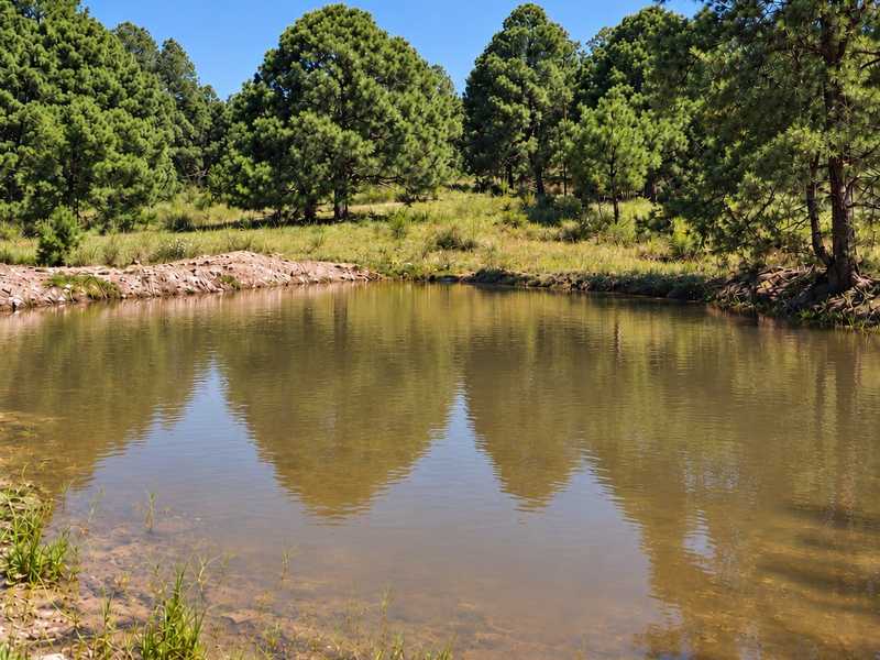 Laguito tranquilo con reflejos de pinos.