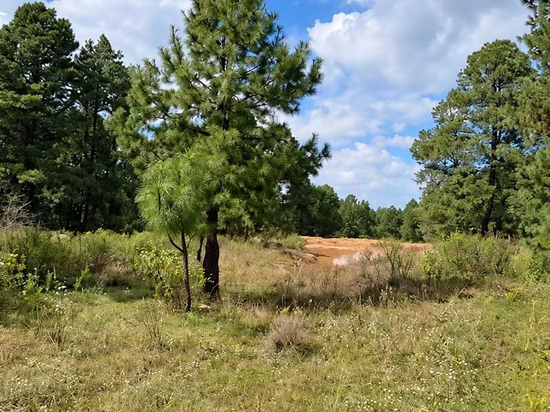 Pino joven en una pradera rodeada de pinos adultos.