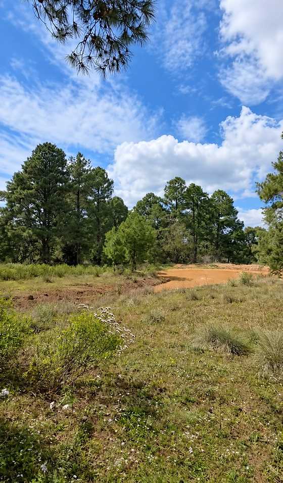 Pradera con pinos adultos bajo cielo azul.
