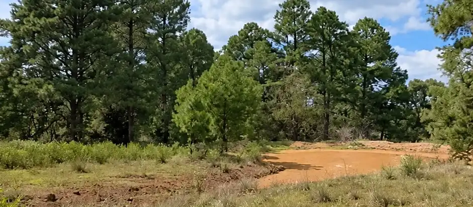 Pradera con pinos bajo cielo azul.