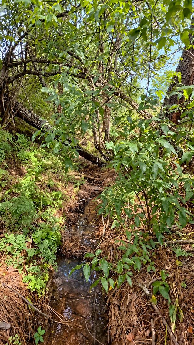 Agua corriendo entre la vegetación del bosque.