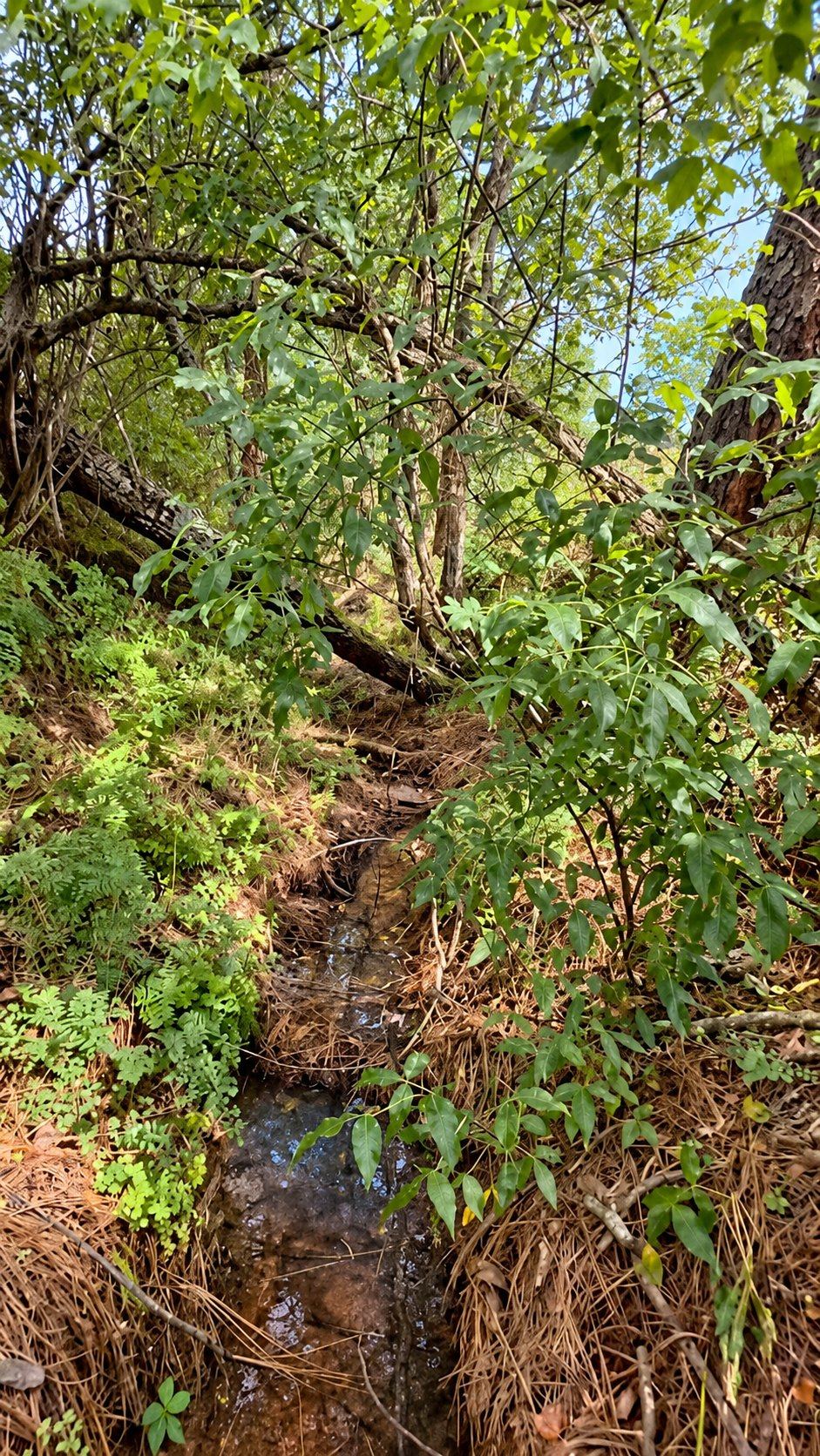 Agua corriendo entre la vegetación del bosque.