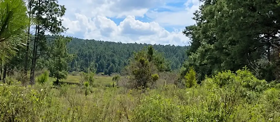 Pradera con arbustos y pinos, con un cerro boscoso al fondo.
