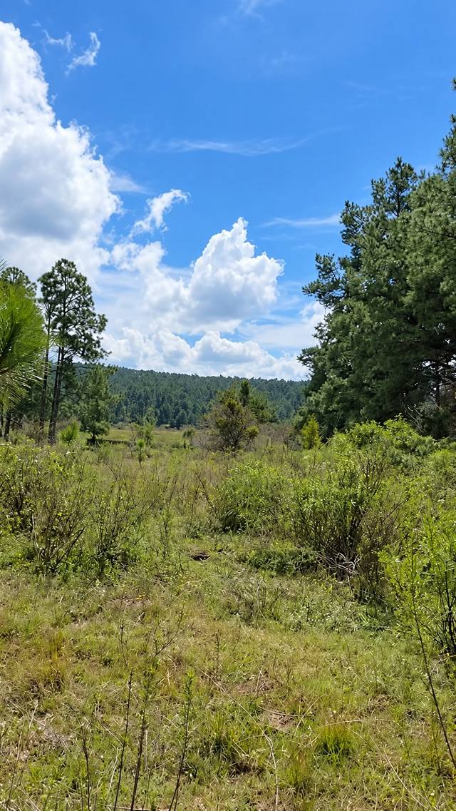 Pradera con arbustos y pinos, con un cerro boscoso al fondo.
